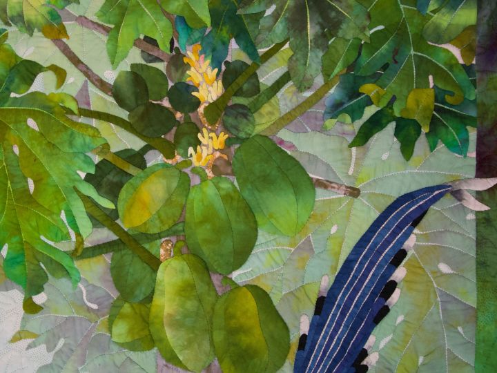 台灣藍鵲入圍了AQS準決賽